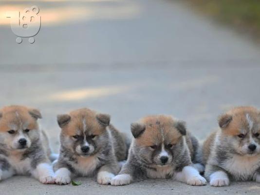 PoulaTo: Κουτάβια Akita Inu